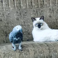 original sound - coucou_bichou
