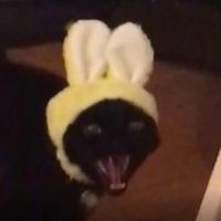 astrolokitty