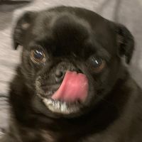 sughagg