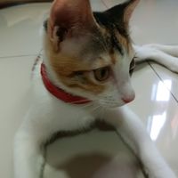 suara asli - momopixie