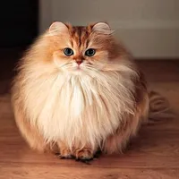 original sound - mernuai