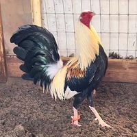 munguia_gamefowl