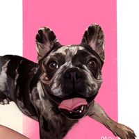 pandoritafrenchie