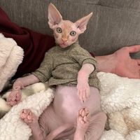 slickthesphynx
