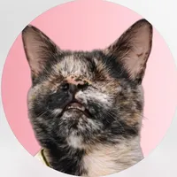 Só fé paródia gatos