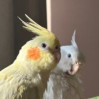 somospolyyarturita