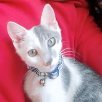 roxylovecat