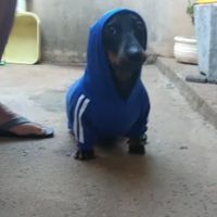 asthetics_potato2