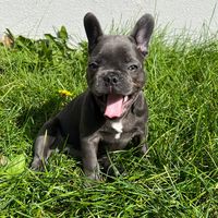 austinthefrenchbulldog