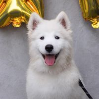 appathesamoyed_