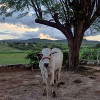 sitiofazendabaixiodomota