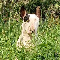 zeus.bull20