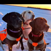 chaotic_labradors