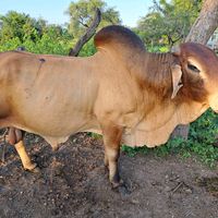 khalabetodigenetics1