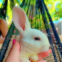 original sound - quinche281