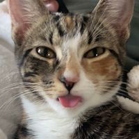 cat_queens_of_tiktok