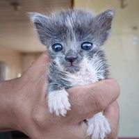 gugu.augusto.meabana