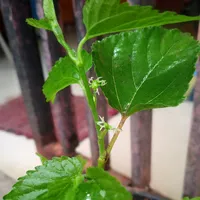 original sound - bundanyaevzularaziqry