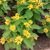 original sound - patcharinthornyom