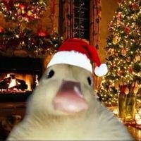 carolllsung