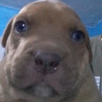 _perro_marron