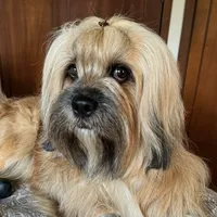 original sound - pololhasaapso