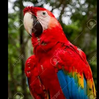 original sound - atinimrodriguez