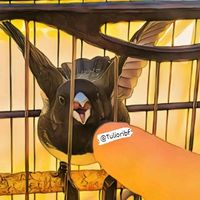 tulioribf