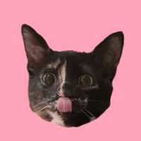 tartarugatta