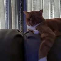 original sound - catbr0s