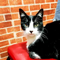 original sound - rodrigos.mar