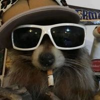 raccnoonz