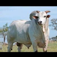 santospedro95954g3