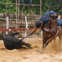 gustavoaraujo__1