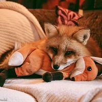 foxhub30