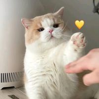 kokohappylife