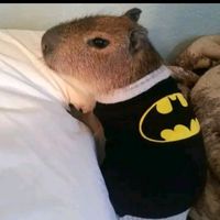 _capibaraofficial_