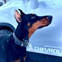 chroniki_dobermana