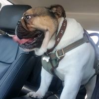 jackelbulldog
