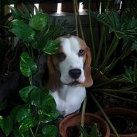 joey_beagle88