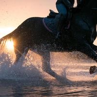 edits_equestre_