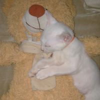 original sound - minemine2383