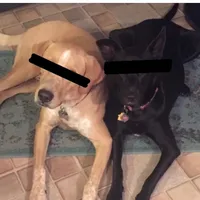 original sound - dukethedog1