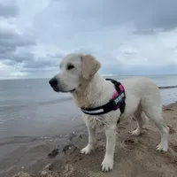 original sound - indie0600