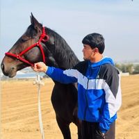 qarabulaqattar