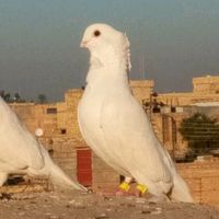 user8iuwaj7bb7