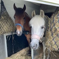 aalesundridesenteras