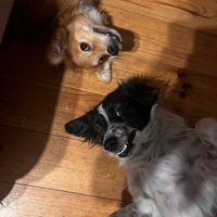 оригинальный звук