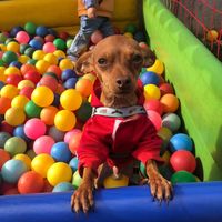 piingo.pinscher