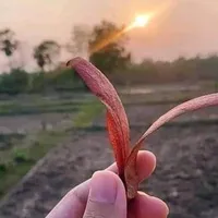 original sound - nai.nai.999